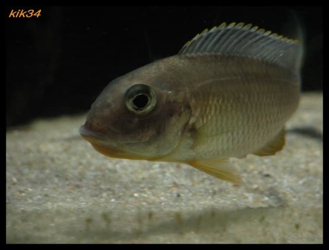 Tramitichromis sp. 'orange top' Lumbira